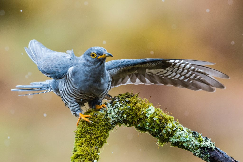 Burung kukuk