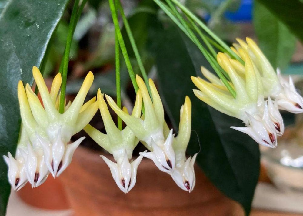 Tanaman Hoya