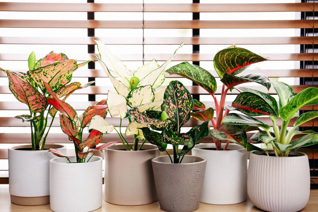 Aglaonema