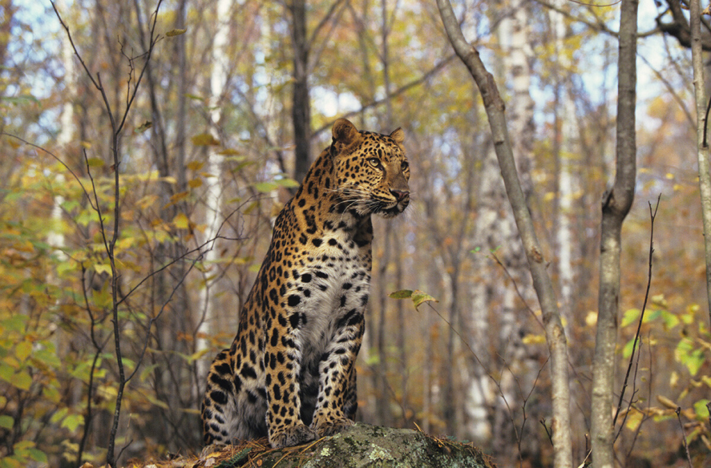 Macan Tutul Amur