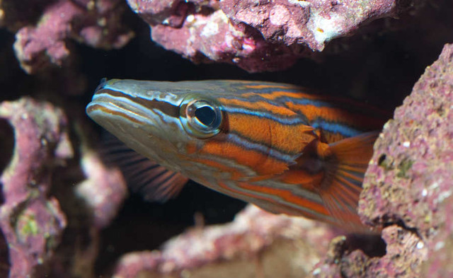 Flathead Perch