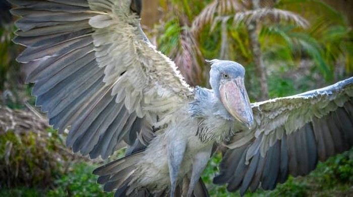 Shoebill