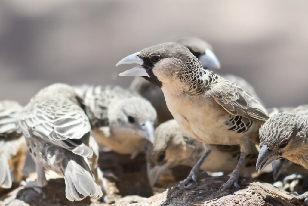 Sociable Weaver