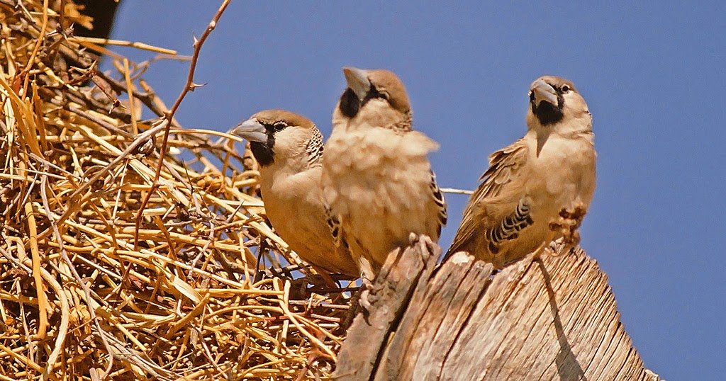 Sociable Weaver