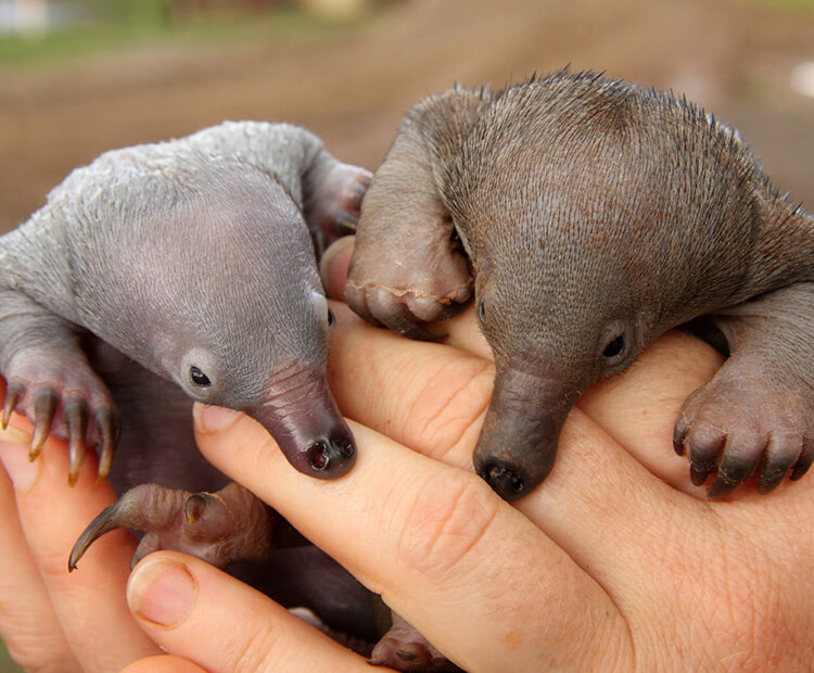 Echidna