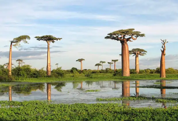 pulau socotra